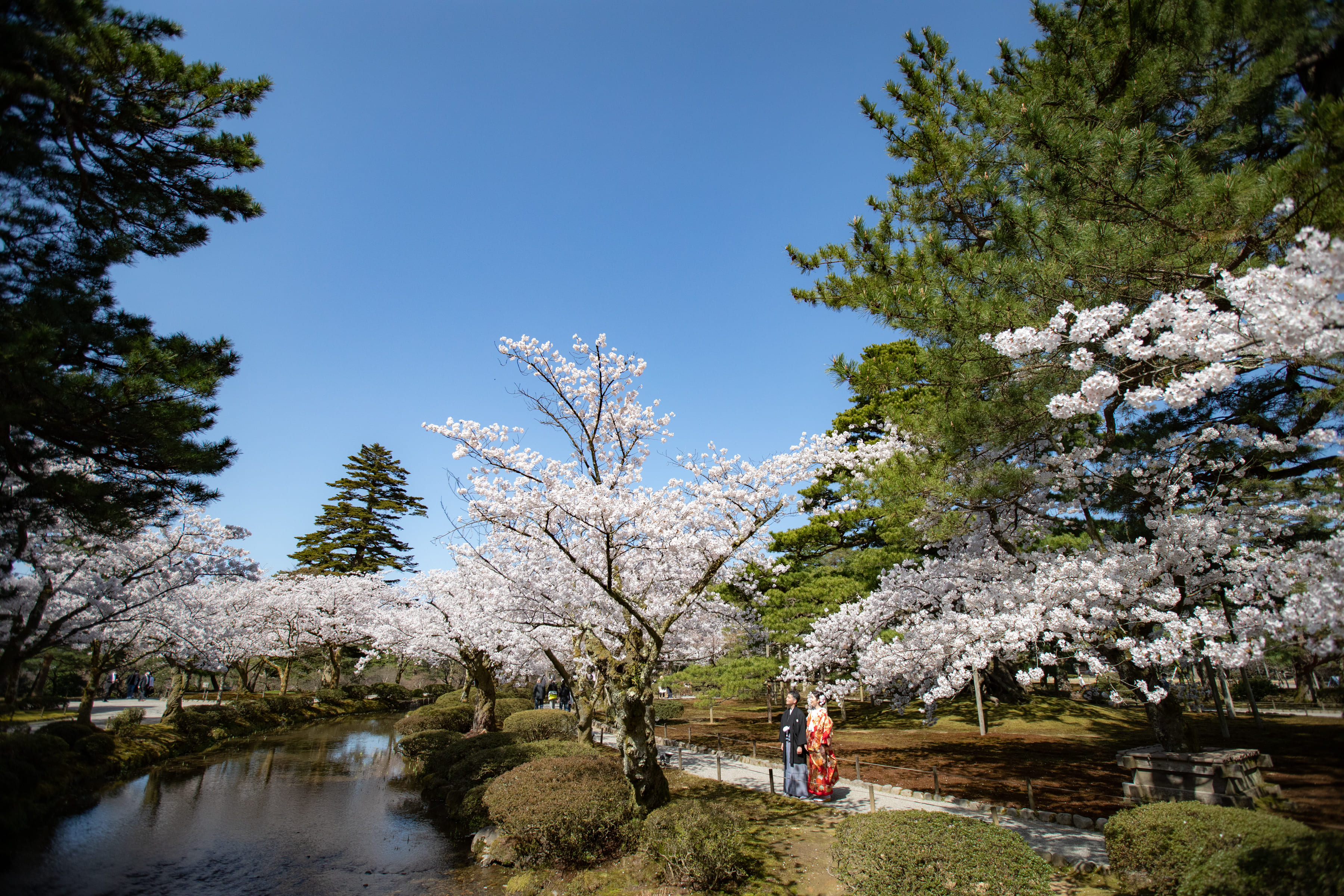 １年に１度のチャンス！！✿✿桜ロケーションフォトのご案内✿✿